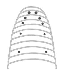 Attēlu rezultāti vaicājumam “Haemopis sanguisuga”