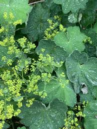 Attēlu rezultāti vaicājumam “Alchemilla subcrenata  flower”