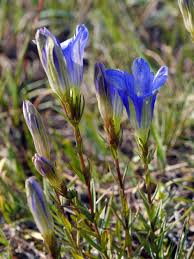 Attēlu rezultāti vaicājumam “Gentiana pneumonanthe flower”