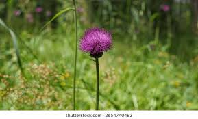 Attēlu rezultāti vaicājumam “Cirsium heterophyllum flower”