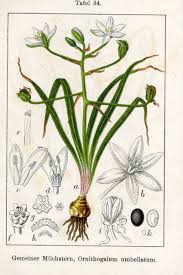 Attēlu rezultāti vaicājumam “Ornithogalum umbellatum flower”