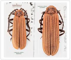 Attēlu rezultāti vaicājumam “Lopheros rubens”