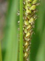 Attēlu rezultāti vaicājumam “Carex lasiocarpa female flower”