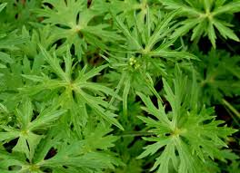 Attēlu rezultāti vaicājumam “Ranunculus acris leaf”