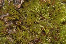 Attēlu rezultāti vaicājumam “Ditrichum flexicaule”