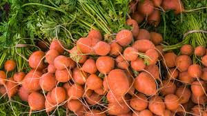 Attēlu rezultāti vaicājumam “Daucus sativus”