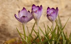 Attēlu rezultāti vaicājumam “Crocus tommasinianus”