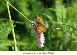 Attēlu rezultāti vaicājumam “Boloria titania underside”