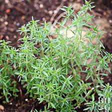 Image result for Satureja hortensis