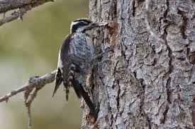 Attēlu rezultāti vaicājumam “Picoides tridactylus adult”