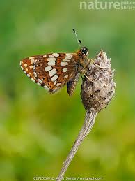 Attēlu rezultāti vaicājumam “Hamearis lucina”