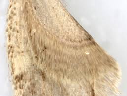 Attēlu rezultāti vaicājumam “Agonopterix ciliella imago”