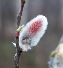 Attēlu rezultāti vaicājumam “Salix lapponum”