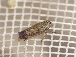 Attēlu rezultāti vaicājumam “Paramesus obtusifrons”