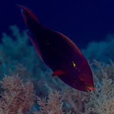 Image result for Scarus niger