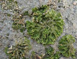 Attēlu rezultāti vaicājumam “Blasia pusilla”