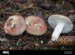 Attēlu rezultāti vaicājumam “Russula vesca”