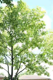 Attēlu rezultāti vaicājumam “Platanus x hispanica (syn. Platanus x acerifolia)”