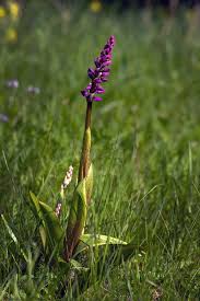 Attēlu rezultāti vaicājumam “Orchis mascula flower”