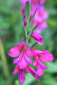 Attēlu rezultāti vaicājumam “Gladiolus imbricatus”
