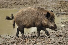 Attēlu rezultāti vaicājumam “Sus scrofa”