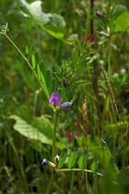 Attēlu rezultāti vaicājumam “Vicia angustifolia flower”