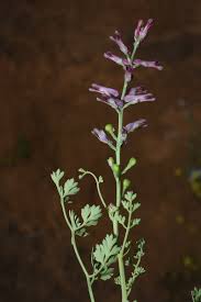 Attēlu rezultāti vaicājumam “Fumaria officinalis leaf”