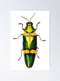 Attēlu rezultāti vaicājumam “Buprestidae”