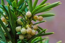 Attēlu rezultāti vaicājumam “Taxus baccata female flower”