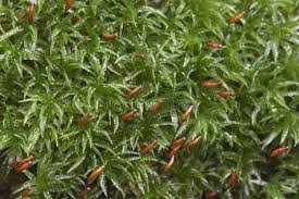 Attēlu rezultāti vaicājumam “Atrichum undulatum sporophyte”