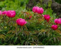 Attēlu rezultāti vaicājumam “Paeoniaceae”