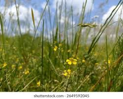 Image result for Potentilla tormentilla