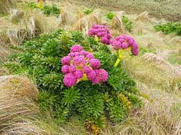 Attēlu rezultāti vaicājumam “Chaerophyllum aromaticum flower”