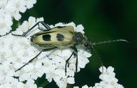 Attēlu rezultāti vaicājumam “Pachyta quadrimaculata”