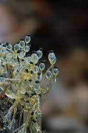 Attēlu rezultāti vaicājumam “Pilobolus crystallinus”