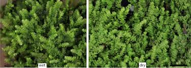 Attēlu rezultāti vaicājumam “Lejeunea cavifolia”