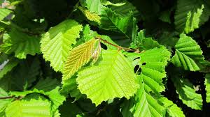 Attēlu rezultāti vaicājumam “Carpinus betulus leaf”