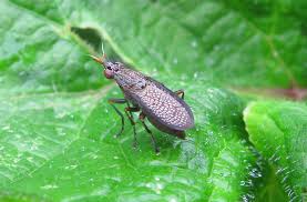 Attēlu rezultāti vaicājumam “Coremacera marginata”