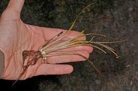 Attēlu rezultāti vaicājumam “Isoetaceae”