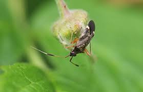 Attēlu rezultāti vaicājumam “Closterotomus biclavatus”