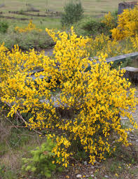 Image result for Cytisus scoparius