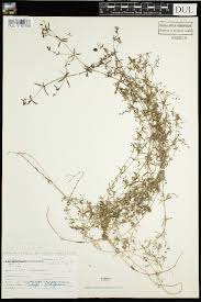 Attēlu rezultāti vaicājumam “Galium trifidum”