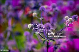 Attēlu rezultāti vaicājumam “Eryngium planum”