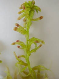 Attēlu rezultāti vaicājumam “Sphagnum quinquefarium”