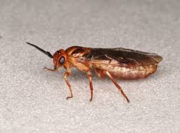 Attēlu rezultāti vaicājumam “Neodiprion sertifer larva”