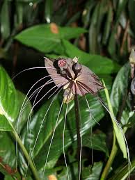 Image result for Tacca chantrieri