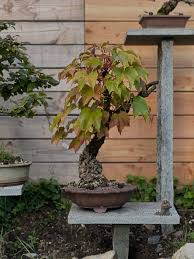 Image result for parthenocissus bonsai
