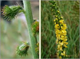 Image result for Agrimonia eupatoria