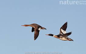 Attēlu rezultāti vaicājumam “Mergus serrator female”