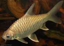 Image result for Cyprinus multitaeniatus